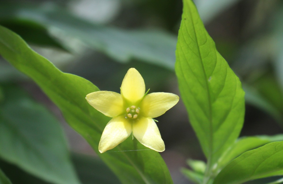 Lysimachia laxa Baudo